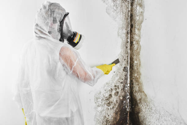Best Attic Mold Removal  in Lake St Louis, MO