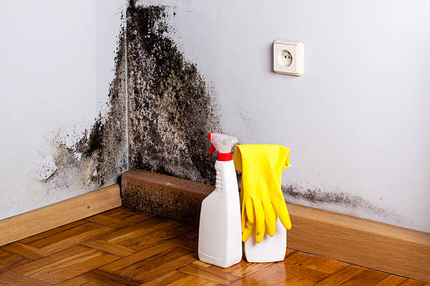 Best Residential Mold Removal  in Lake St Louis, MO